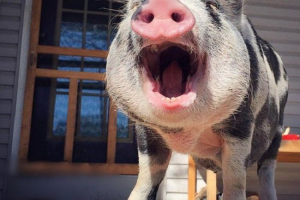 Mezi selata mají také své vlastní mowgli Mezi selata mají také své vlastní mowgli